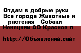 Отдам в добрые руки  - Все города Животные и растения » Собаки   . Ненецкий АО,Красное п.